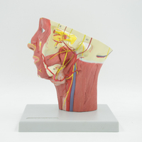 Modelo de sistema humano Muscular para la cabeza, modelo anatomico de venas y sangre, equipo educativo