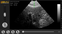 Système d'échographie vétérinaire portable Chine B w pour la détection de la gestation des moutons et l'identification du sexe des animaux de taille moyenne