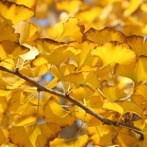Poudre d'extrait de feuilles de <span class=keywords><strong>Ginkgo</strong></span> Biloba séché à <span class=keywords><strong>prix</strong></span> de charge Meilleur extrait de <span class=keywords><strong>Ginkgo</strong></span> Biloba - Product Image 3