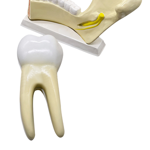 Modèle de dentition et de mastication des dents Taille : 25x5x17 cm ZM1050 - Product Image 4