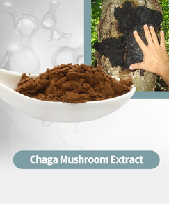 Sciencarin liefert hochwertiges Inonotus Obliquus Extrakt-Pulver <span class=keywords><strong>10</strong></span>:1 20:1 natürliches <span class=keywords><strong>Chaga</strong></span>-Pilz-Extrakt-Pulver - Product Image 2