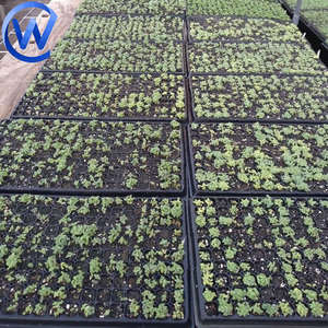 <span class=keywords><strong>Plateau</strong></span> De Semis Profond Deep 72 200 Cellule 288 Cellules 128 200 Trous Fraise Pet Plateaux de Semis Biodégradables pour Semences - Product Image 3