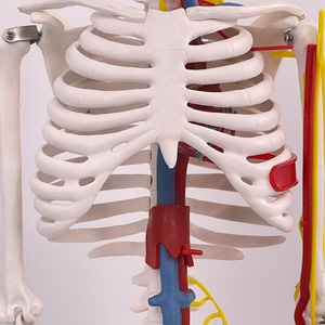 Maniquí de PVC de Alta Calidad, Tamaño Real, con Huesos Humanos y Sistema Cardiovascular, Modelo de Entrenamiento Médico Avanzado - Product Image 3