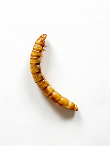 Vermi Essiccati Originali di Fabbrica all'Ingrosso, Alimento ad Alto Contenuto Proteico per Gattini, Cuccioli, Pesci d'Acquario e Uccelli Selvatici - Product Image 3