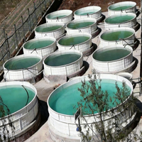 Équipement d'élevage de crevettes, réservoirs à poissons en fibre de verre haute résistance pour l'aquaculture de tilapia et de koï, construction de qualité supérieure