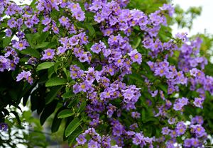 Doğal bitki özü korsolik asit tozu <span class=keywords><strong>Banaba</strong></span> özü 5%- 20% korozolik asit <span class=keywords><strong>Banaba</strong></span> yaprağı ekstresi toplu olarak - Product Image 3