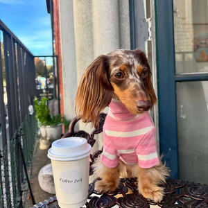 가볍고 편안하며 신축성 있는 스프링 애완동물 드레스 의류 고급 명품 애완동물 디자이너 의류 - Product Image 6