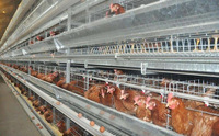 Les cages à poules de type H de haute qualité sont robustes et durables.