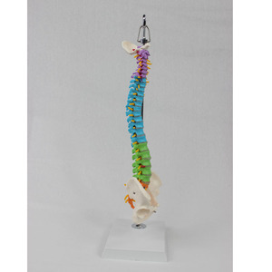 DARHMMY Modelo de Columna Vertebral Humana de 45 cm con Vértebras <span class=keywords><strong>y</strong></span> Pelvis de Colores, Sin Huesos de Pierna, Chasis de PVC con Gancho - Product Image 2