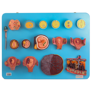 การผสมพันธุ์มนุษย์และพัฒนาการของตัวอ่อนในระยะแรก - Product Image 1