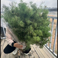 Plantes, fleurs et couronnes : Bouis de Fumée Préservé 'Misty Lover' Naturel Séché Éternel et Moelleux pour la Fête des Mères et Noël