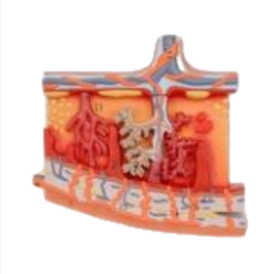 Modelo de Ojo Gigante de PVC de ADA Medical Science, Sección de Piel, ADA-313-3/ADA-316, para Demostración de Enfermedades, Herramienta de Enseñanza Médica, Shanghái - Product Image 5