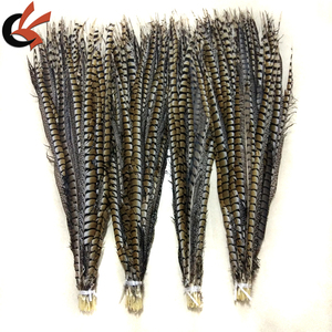 Vente en gros Reeves Big Pheasant Feathers Long Ringneck Pheasant Tail Teint pour Carnaval <span class=keywords><strong>Samba</strong></span> Performance Dress Ramadan Graduation - Product Image 4