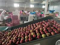 Fruit de pomme Fuji rouge frais pomme HUaniu rouge chinoise pommes rouges douces