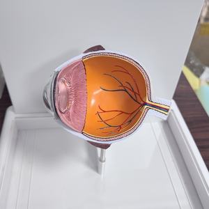 Modèle d'enseignement médical en PVC de l'anatomie de l'œil humain pour la cataracte - Product Image 3