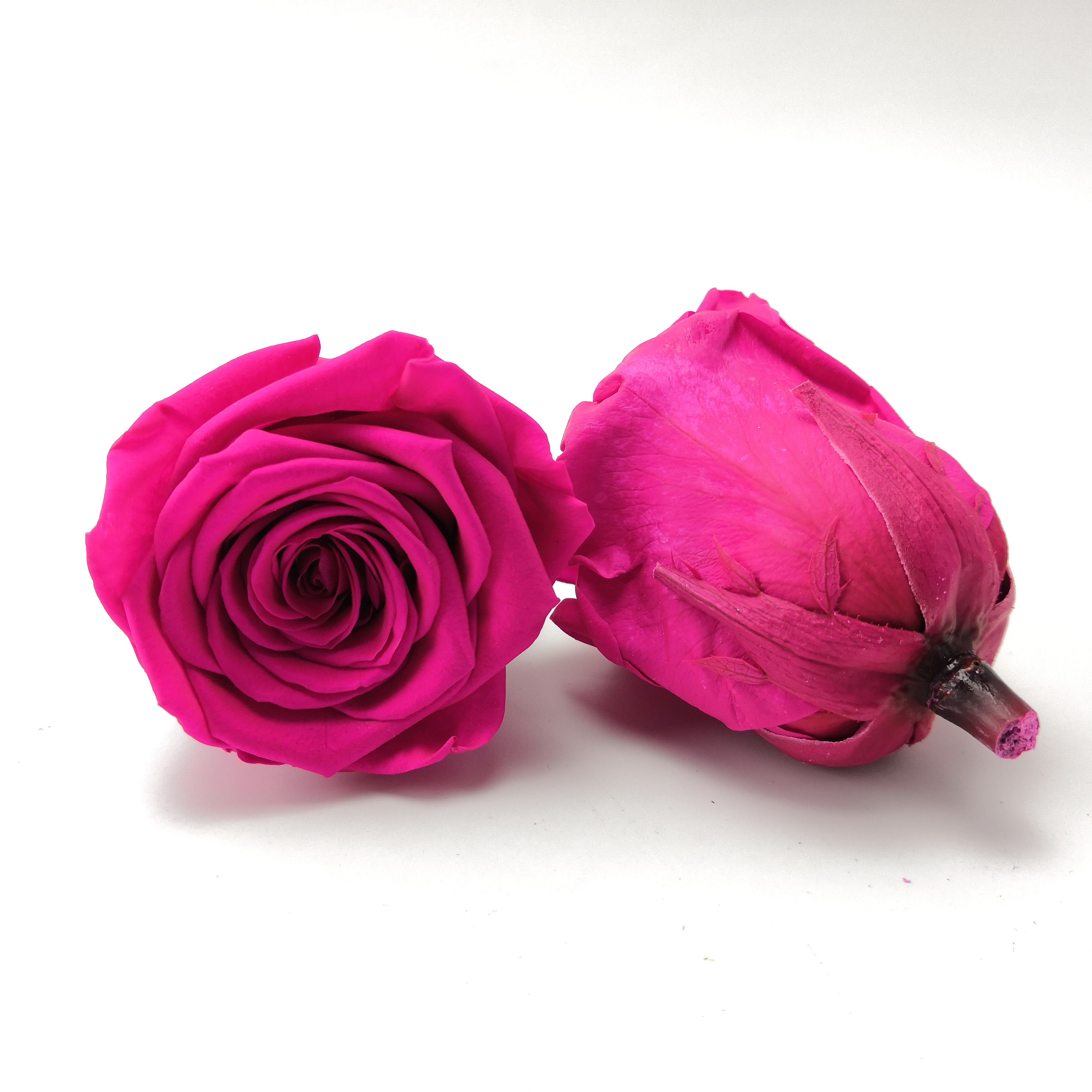 rose chaud