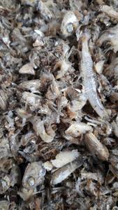 Harina de Pescado de Anchoa Seca de Grado Alimenticio para Ganado, Cerdos y Perros, Rica en Proteínas, 100% Anchoa - Product Image 3