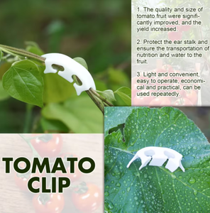 Clips <span class=keywords><strong>de</strong></span> support pour plantes <span class=keywords><strong>de</strong></span> tomates, pinces <span class=keywords><strong>de</strong></span> renforcement anti-pliage pour branches, supports robustes pour la fixation des tiges <span class=keywords><strong>de</strong></span> fruits et légumes - Product Image 1
