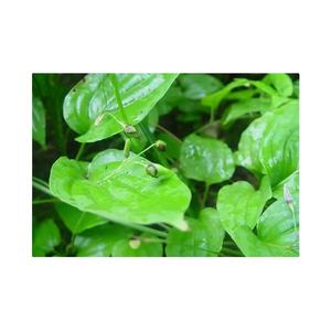 कारखाने की आपूर्ति हर्ब निकालने रेडिक्स उपसोवा ट्यूबरसा/तिल उपोसा रूट पाउडर - Product Image 2