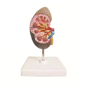 Modelo anatómico de riñón humano médico, modelo educativo de estructura de glándula suprarrenal de plástico para enseñanza - Product Image 4