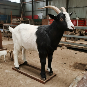 Tùy Chỉnh Mô Phỏng Dê Thực Tế Hoạt Hình Động Vật Mô Hình Động Cơ Điện Cho Trang Trại Công Viên Chủ Đề Trung Tâm Mua Sắm Nhà Chơi Nông Nghiệp - Product Image 2
