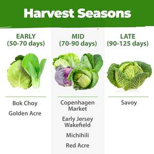 Cultivado en casa 7 Heirloom Non-GMO Vegetal Herb Golden AcreBokChoySavoy Michihili Red Acre Copenhagen Market Garden Supplies - Product Image 5