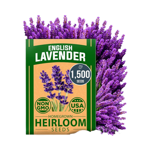 Home Grown Premium English Lavender 1,500 Fleurs sauvages sans OGM pour plantes d'intérieur/d'extérieur pour la plantation - Product Image 1