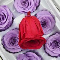 5-6cm Rouge Naturel Immortel Roses Fête Des Mères DIY Cadeau Fleurs Éternelles Matériel Boîte-Cadeau Préservé Tête De Rose