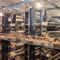 Cage à poules pondeuses de type H en acier galvanisé à chaud, robuste, pour les élevages avicoles à grande échelle