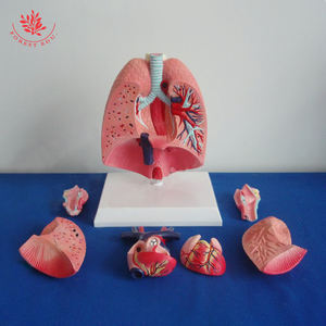 Modèle de poumons à deux parties, moitiés de poumons, organes thoraciques, modèle du système respiratoire - Product Image 4