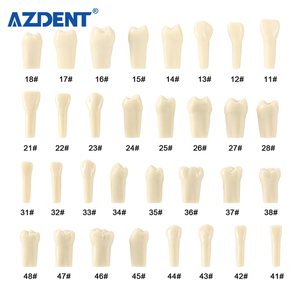 Modello Dentale Tipodonto Compatibile con Frasaco <span class=keywords><strong>AG3</strong></span> Tipo 32, Set di Denti Rimovibili per Pratica di Preparazione e Riparazione Carie - Product Image 6