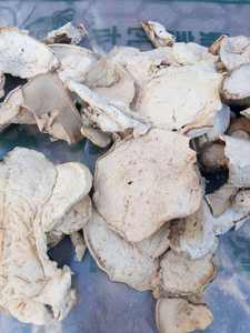 乾燥白いスライス状のカルヴァティア・ギガンテア（乾燥巨大キノコ）販売中 - Product Image 4