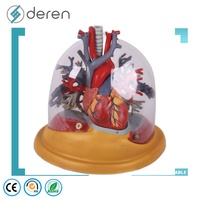 Modèle anatomique avancé de dissection du corps humain en 3D, structures détaillées, matériau PVC, pour l'enseignement des sciences médicales et l'utilisation éducative