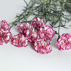 Girofle bicolore violet avec bordure blanche (Purple Beauty) |   Dianthus Caryophyllus en gros provenant du Yunnan, Chine - Product Image 3