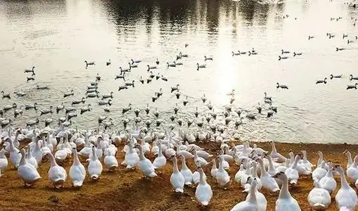 R D S100 % White Duck Down Wasser gewaschene Enten gänse daunen zum Füllen von Bettdecken oder Kissen