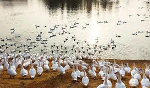 <span class=keywords><strong>Duvet</strong></span> de <span class=keywords><strong>canard</strong></span> blanc délavé à l'eau, 100% <span class=keywords><strong>Duvet</strong></span> d'<span class=keywords><strong>oie</strong></span>, pour remplissage de couettes <span class=keywords><strong>ou</strong></span> oreillers, vente en gros - Product Image 3