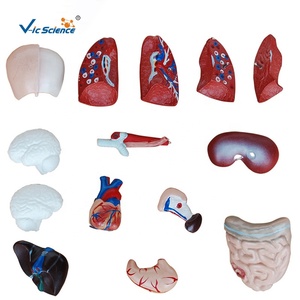 Modelo de Torso de 26 cm con 15 Partes, para Enseñanza de Anatomía Básica en Facultades de Medicina y Biología en Universidades, Cumple con CE/ISO/ROHS - Product Image 4