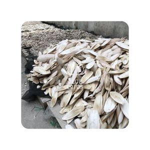 Os de seiche séchés, complément nutritif pour oiseaux - Product Image 1