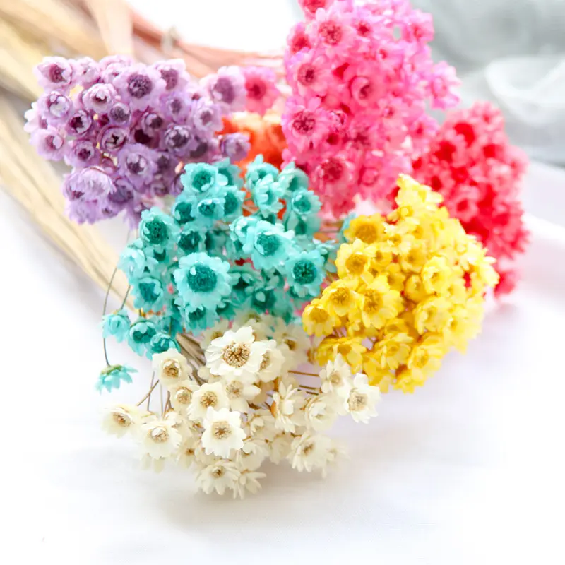 Wholesale Baby's Breath Dried Mini Star Daisy Flower Real Natural Preserved Brazilian Small Star Flower For Floral Arrangement