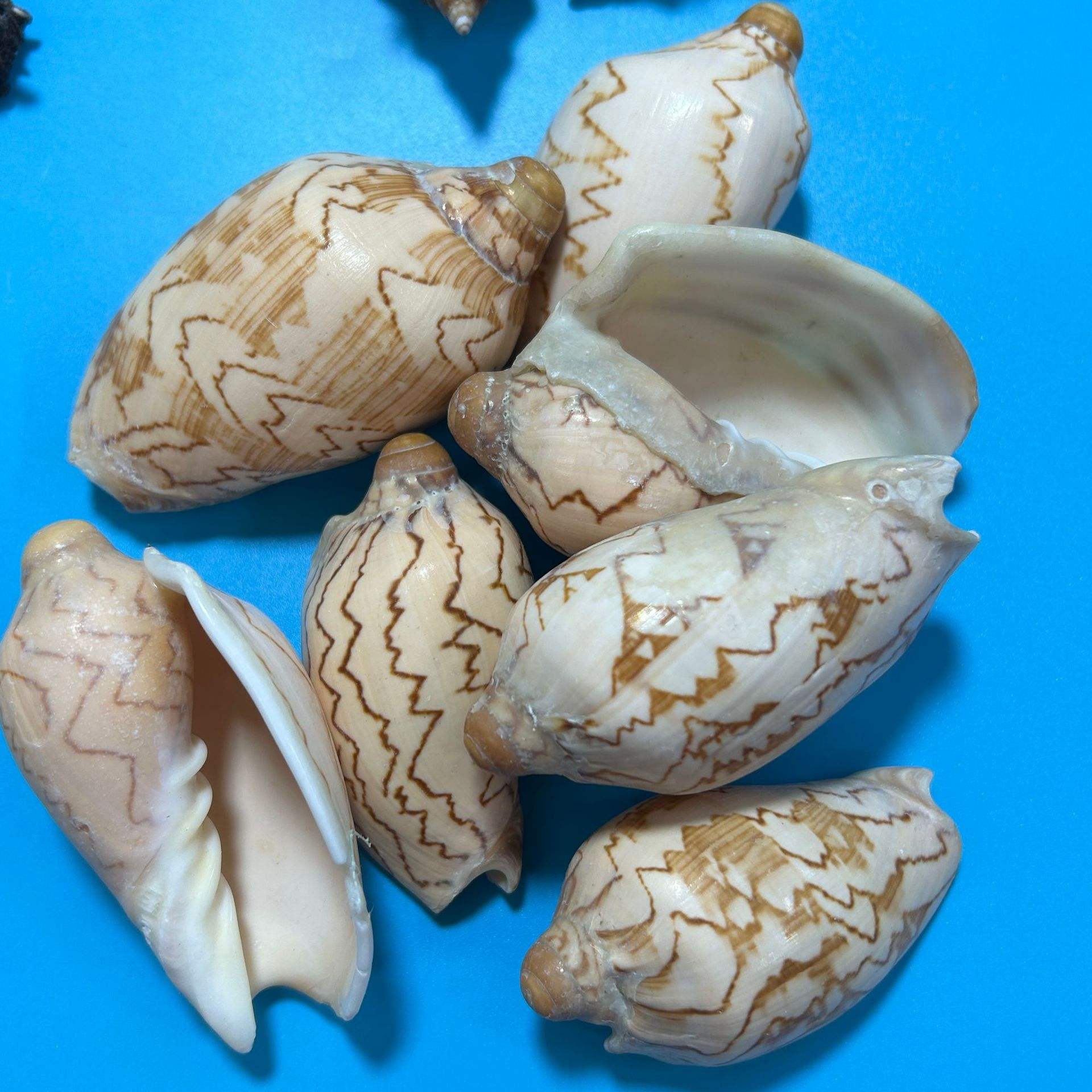 Escargot d'eau de montagne 6-10cm 05kg