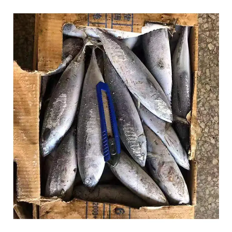 Top fornitore di frutti di mare di buona qualità tonno congelato pesce fresco Skipjack tonno prezzo