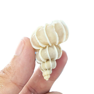 Caracoles <span class=keywords><strong>De</strong></span> León pulidos naturales Colección <span class=keywords><strong>de</strong></span> caracoles marinos raros <span class=keywords><strong>de</strong></span> fama mundial Tanques <span class=keywords><strong>de</strong></span> peces Artesanías <span class=keywords><strong>de</strong></span> conchas Tema <span class=keywords><strong>de</strong></span> amor Accesorios marinos - Product Image 2
