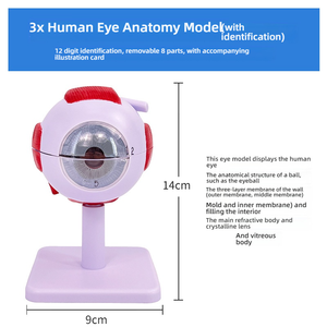 Modelo de Ojo Humano Desmontable para Enseñanza Médica, Simulación de Ojo <span class=keywords><strong>Infantil</strong></span> con Aumento de 6x, Estructura Anatómica - Product Image 4