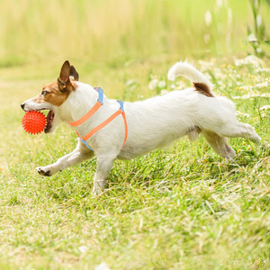 Nouvelle Conception Tendance Couleur Macaron Accessoires pour Animaux de Compagnie <span class=keywords><strong>Harnais</strong></span> et Laisse pour <span class=keywords><strong>Chien</strong></span> Anti-Traction Confortable <span class=keywords><strong>en</strong></span> Polyester Facile à Enfiler - Product Image 6