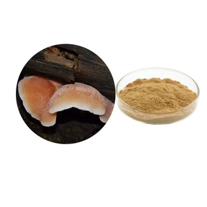 Estratto Naturale di Gloeostereum Incarnatum in Polvere, Polisaccaride 10%-50% UV - Product Image 1