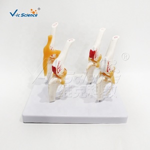 Modelo de Patología de Articulación de Rodilla Canina, Modelo de Enseñanza de Anatomía Canina, Modelo de Enseñanza Funcional de Ciencias Médicas de Lujo, Huesos de Animales - Product Image 6