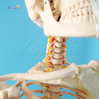 Modèle de squelette humain grandeur nature économique 180 cm en PVC avec articulations articulées pour l'enseignement médical CE ISO ROHS CNAS