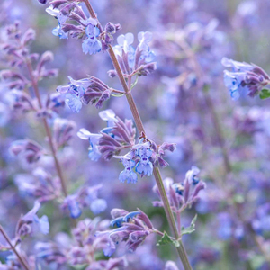 Una bombilla de flores silvestres-Red <span class=keywords><strong>Campion</strong></span>, puede ayudar a las abejas a volver con plantas de flores silvestres fácilmente plantadas - Product Image 6
