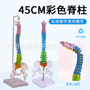 Modelo de Columna Vertebral Humana de 45 cm con Pelvis, Fémur, Coxis, Esqueleto de Columna Vertebral, Vértebras Lumbares y Cervicales, Modelo Osteopático - Product Image 3