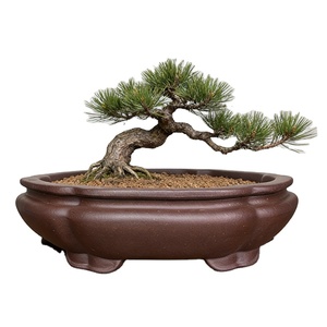 Maceta Tradicional Qiaoyi para Bonsái, Maceta Irregular de <span class=keywords><strong>Arcilla</strong></span> Púrpura Yi Xing, Macetas Rústicas para Árboles, Drenaje Superior, Ecológicas - Product Image 1